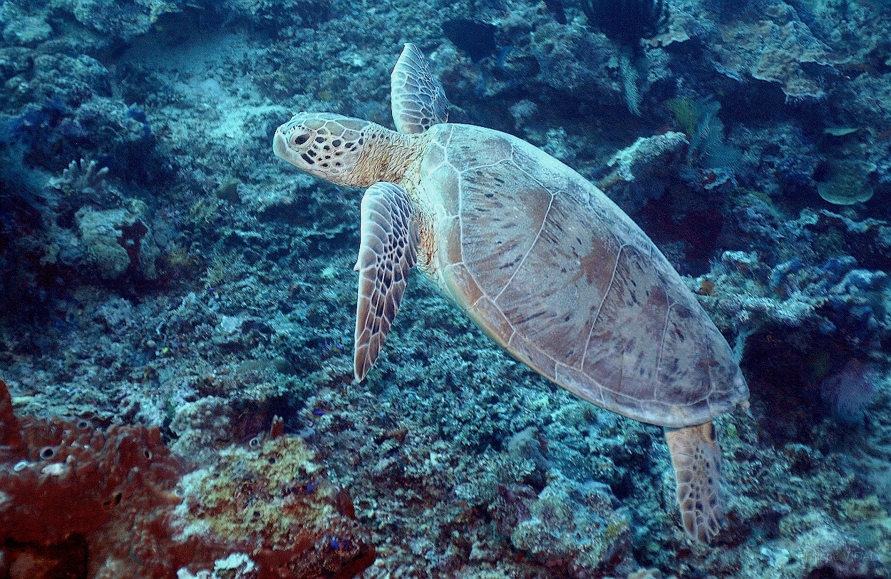 Sipadan_2015_Tortue Franche_Chelonia mydas_IMG_2026_rc.jpg